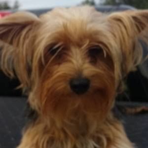 Meet your Posher, Hugo